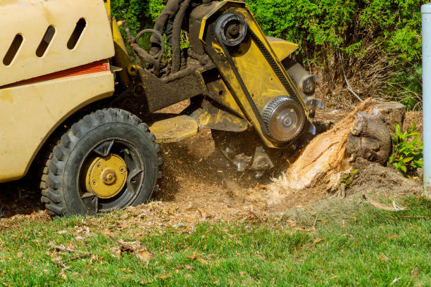 The Steps Involved in Our Tree Care Process in Kenly, NC